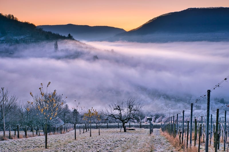 Scenic Vineyards
